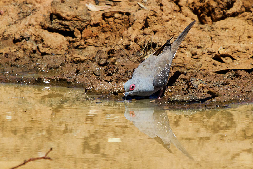 Diamond Dove (Geopelia cuneata)